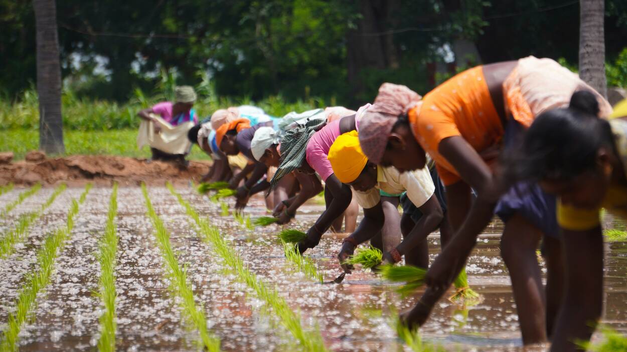 Indian farmers working on a rice field