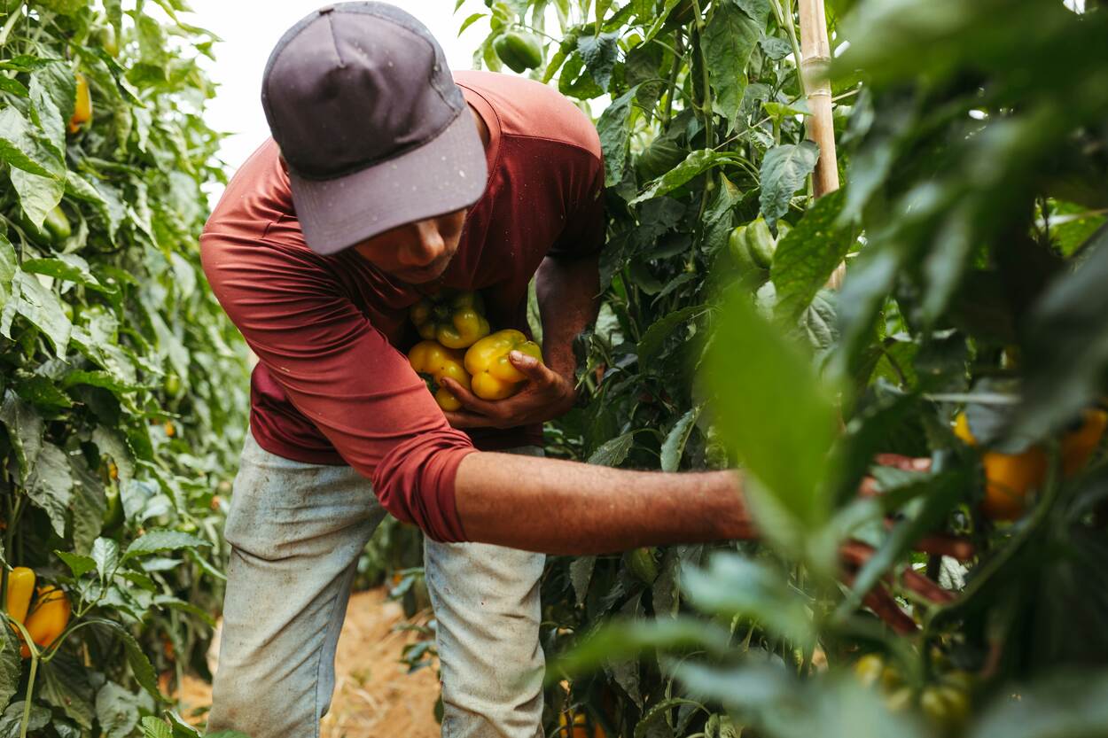 Man plucking fruit on an orchard