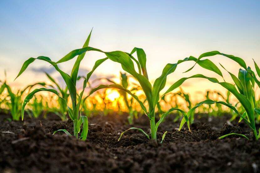 A close up of crops growing in a field with sunset as the backdrop. Soil and greenery are seen and the blue sky behind is illuminated by orange sunlight.