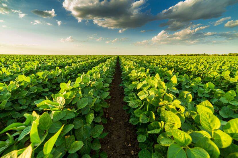 A field with green crops growing in rows. The background is a blue skyline with clouds