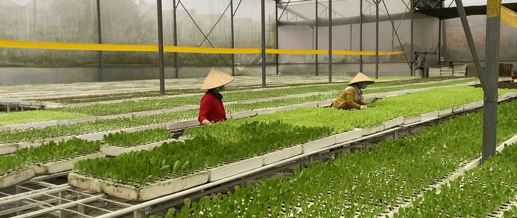Featured image for “Exploring Vietnam’s agricultural landscape: empowering smallholder farmers”